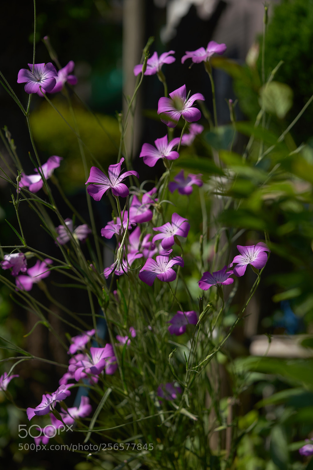 Sony a7 sample photo. Flowers 6550 photography
