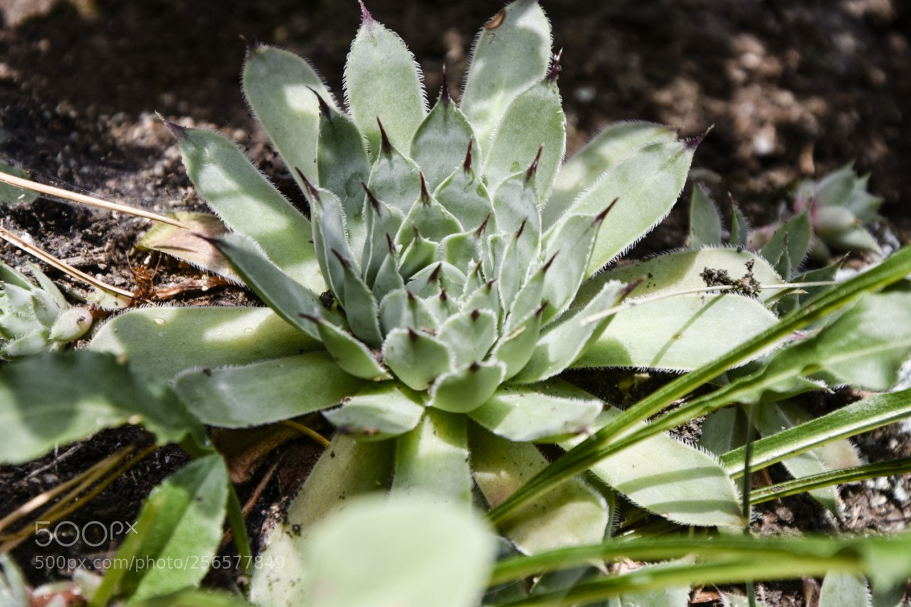 Nikon D7200 sample photo. Planta photography