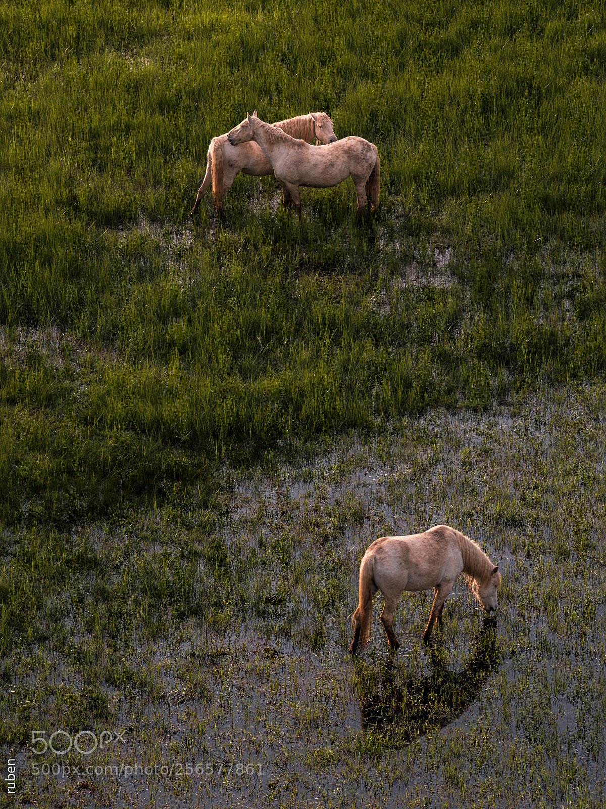 Nikon D610 sample photo. Three horses in aiguamolls photography