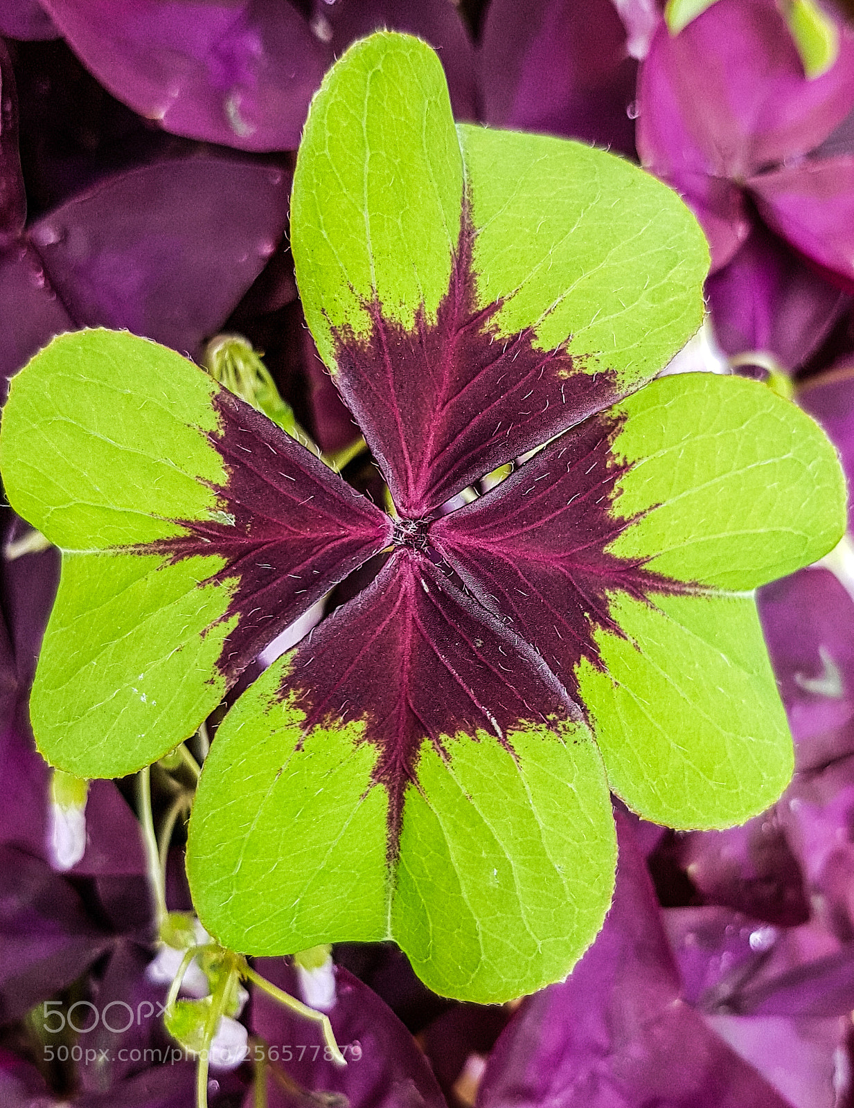 Samsung Galaxy S8 sample photo. Good luck four leaf photography