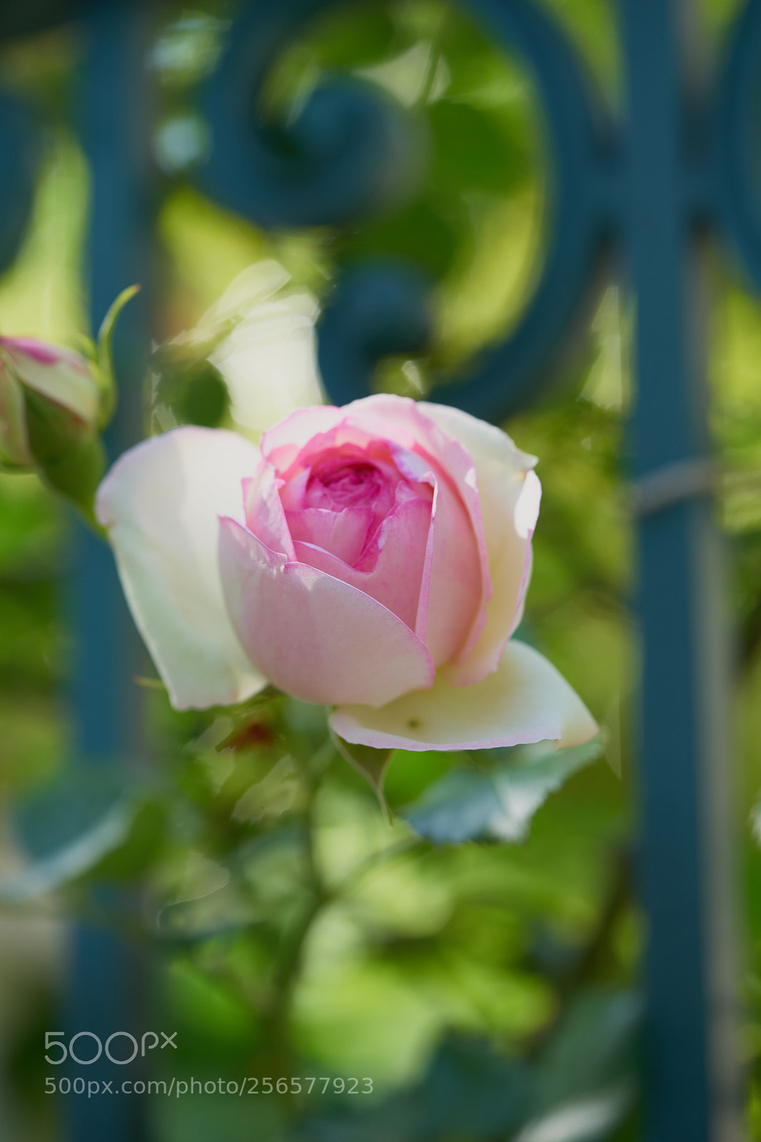 Sony a7 sample photo. Flowers 6551 photography