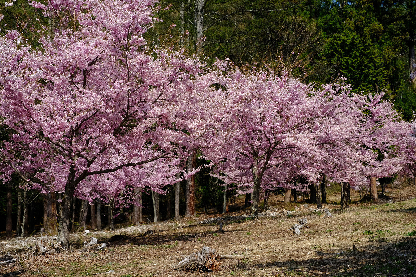 Fujifilm X-T2 sample photo. Sakura photography
