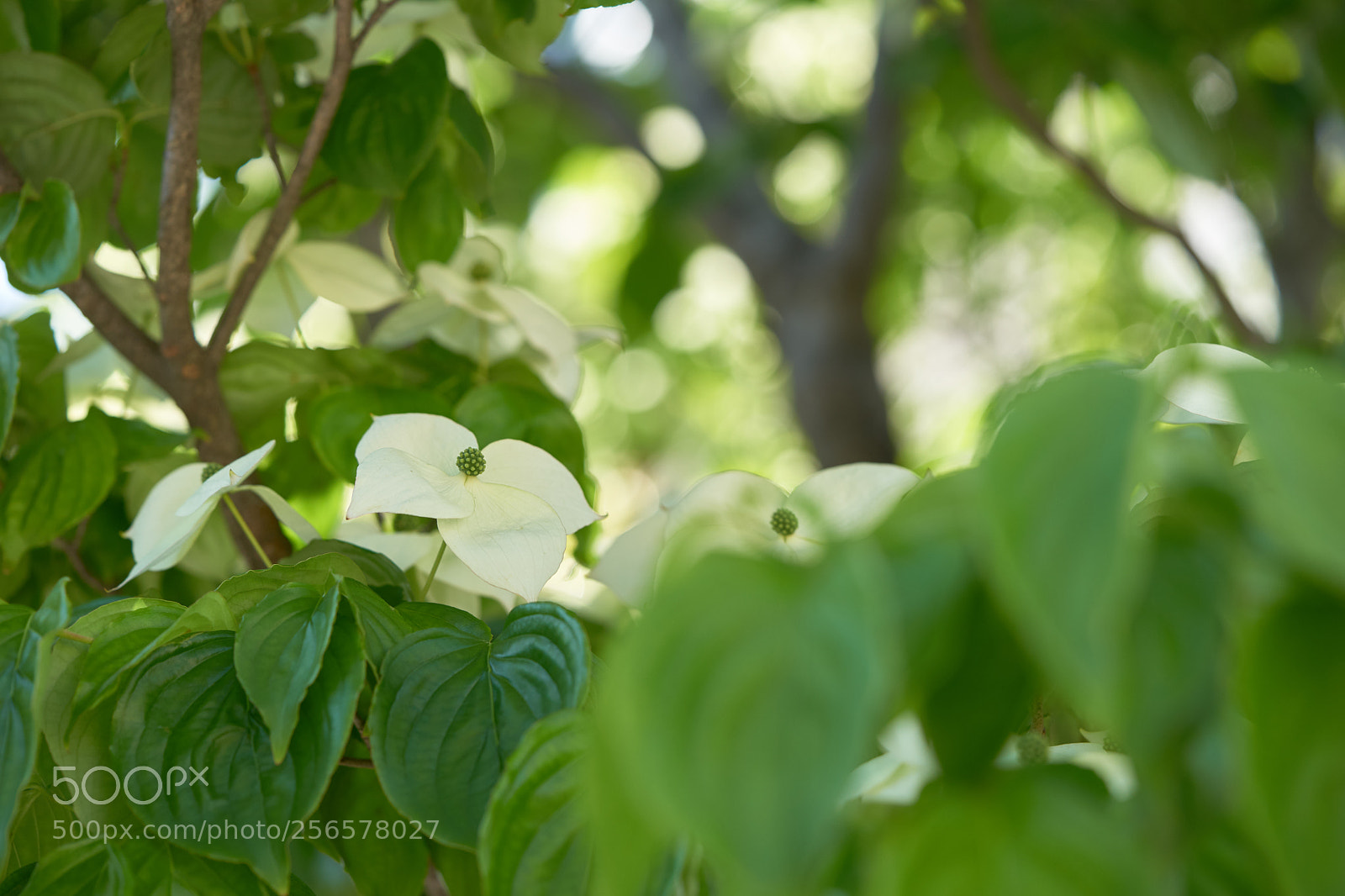 Sony a7 sample photo. Flowers 6552 photography