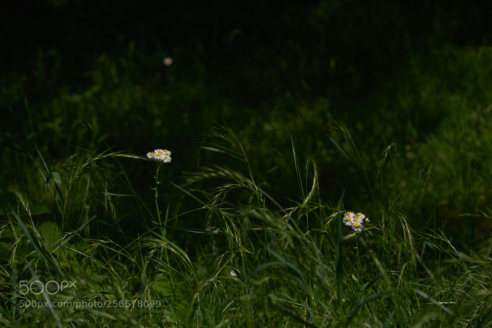 Sony a7 sample photo. Flowers 6553 photography