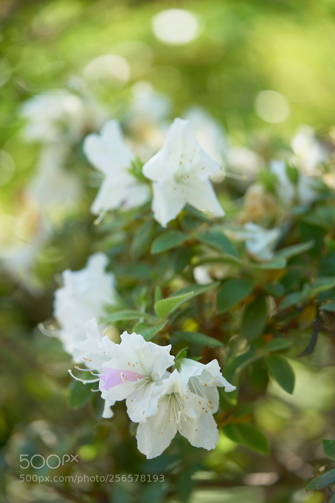 Sony a7 sample photo. Flowers 6554 photography
