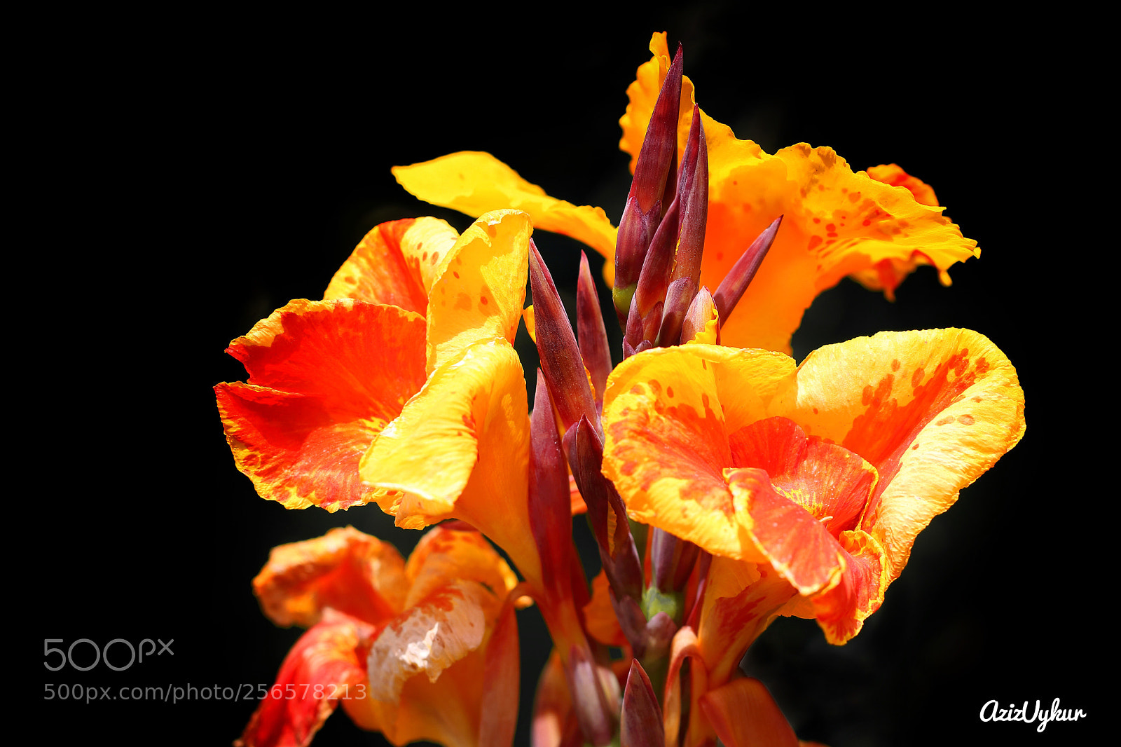 Canon EOS 80D sample photo. Canna photography