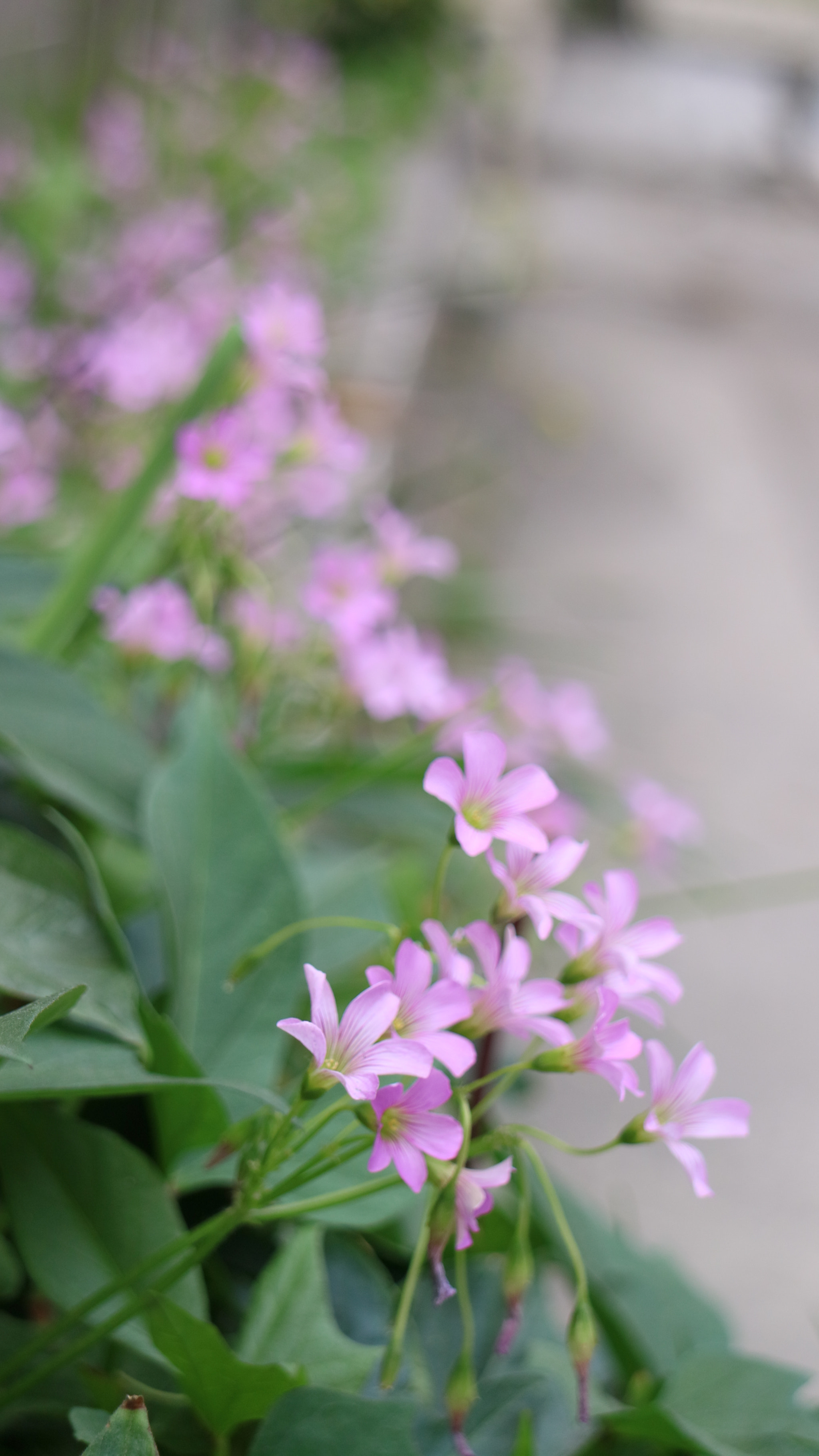 Canon EOS M3 sample photo