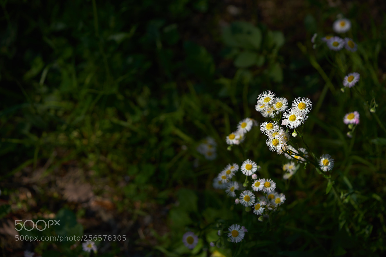 Sony a7 sample photo. Flowers 6555 photography