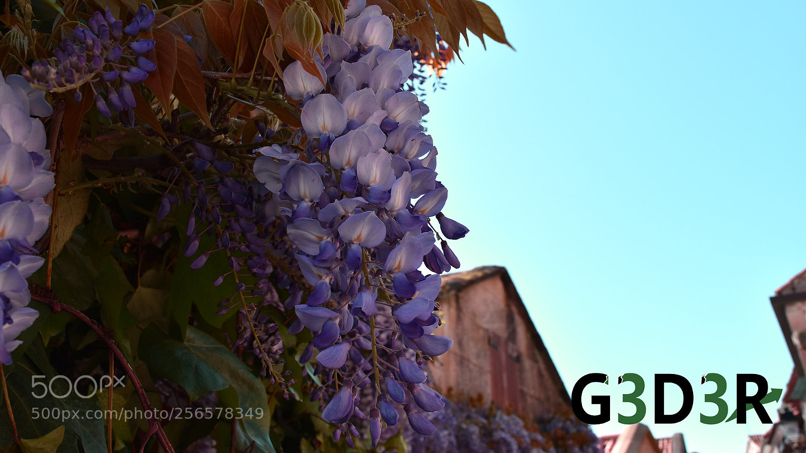 Nikon D5500 sample photo. Beautifull flowers photography