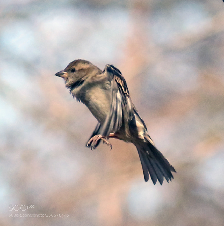 Canon EOS 7D Mark II sample photo. Floating on air photography
