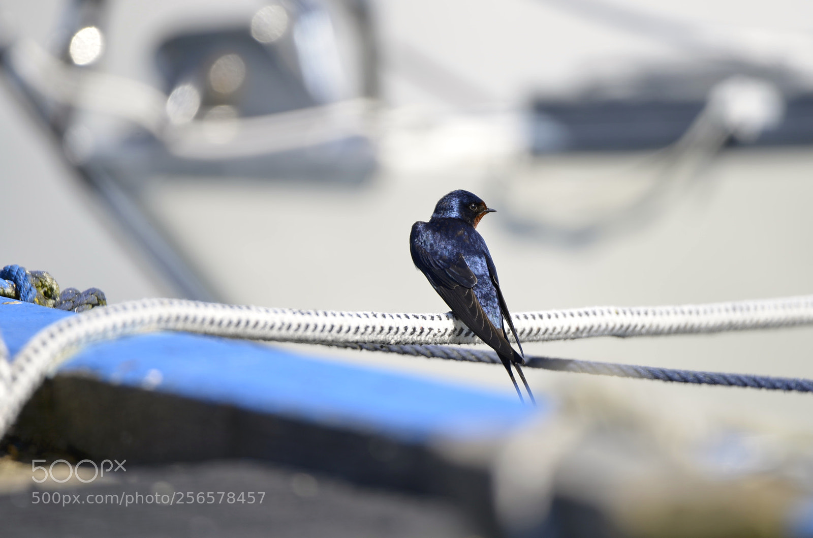 Nikon D800E sample photo. Svale photography