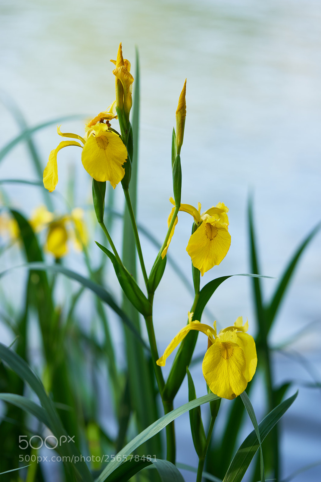 Sony a7 sample photo. Flowers 6557 photography