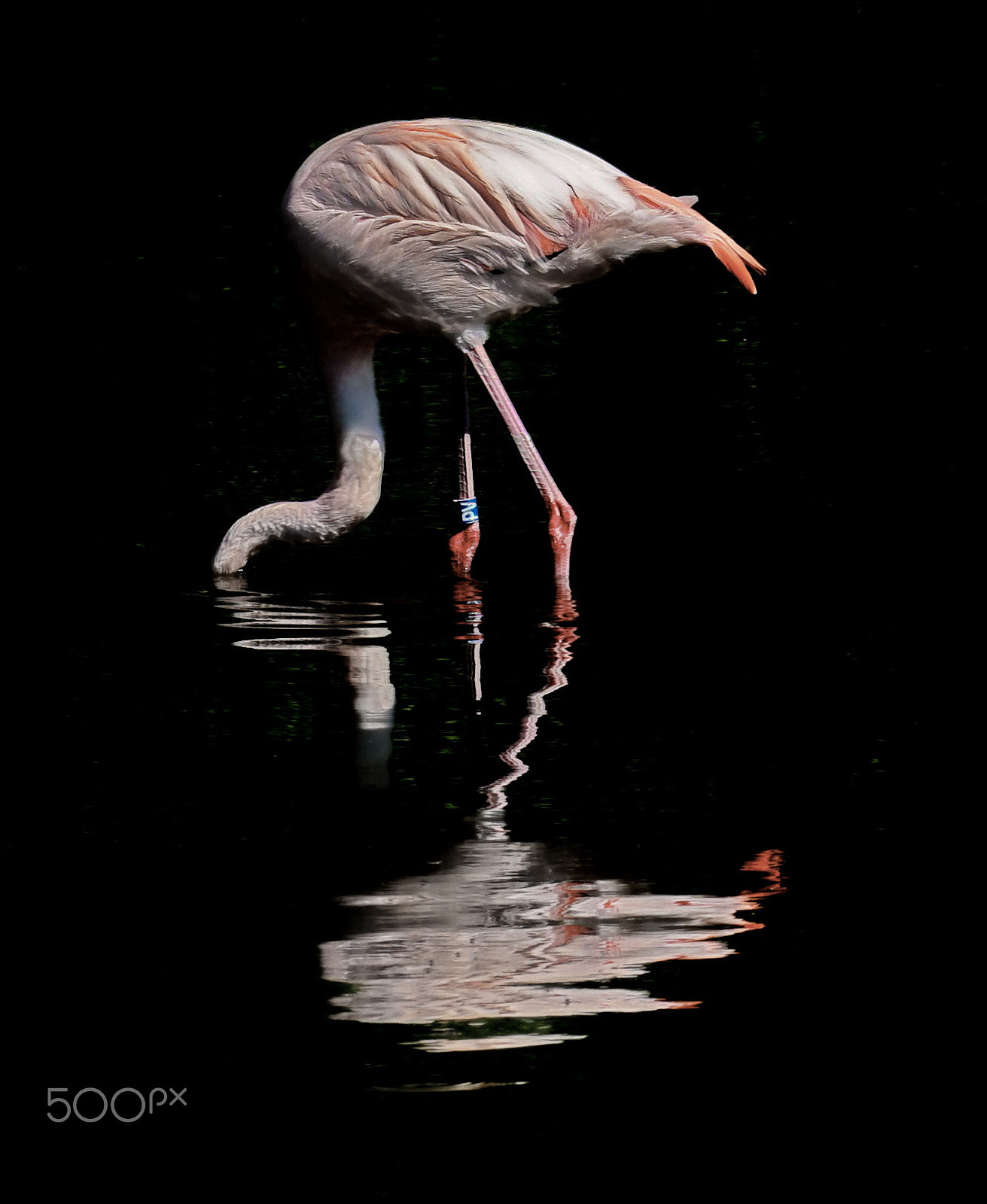 Sony a7 sample photo. Phoenicopteridae looking for feed photography