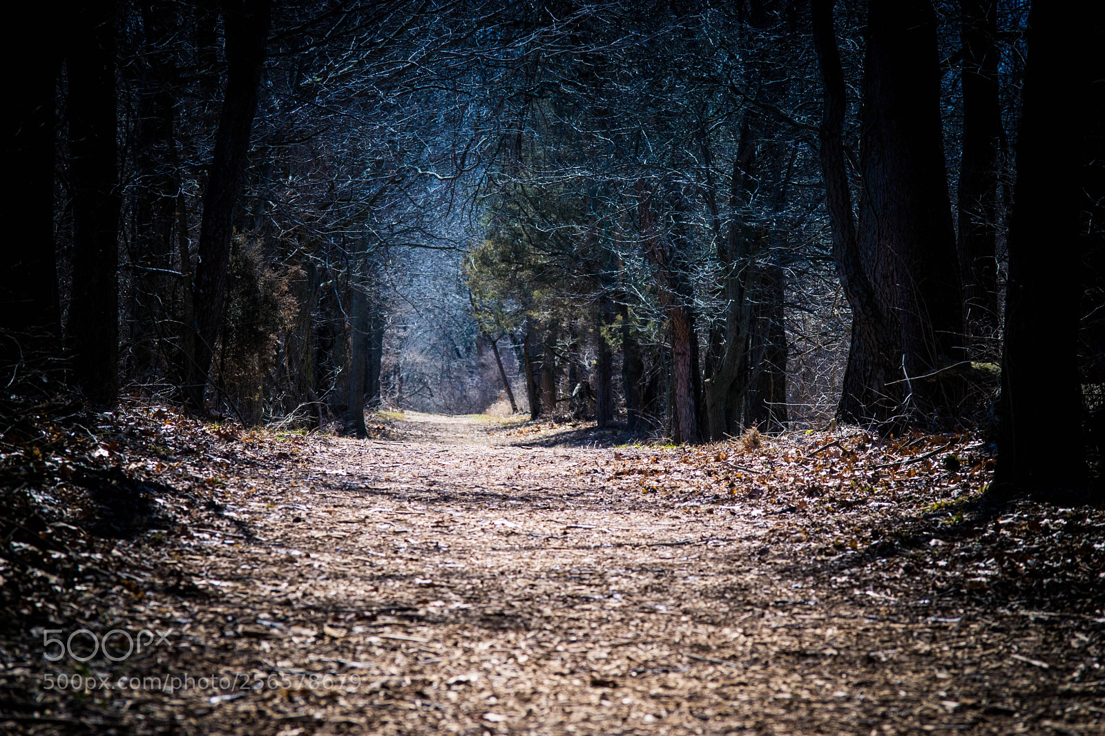 Nikon D3300 sample photo. Mystic trail photography