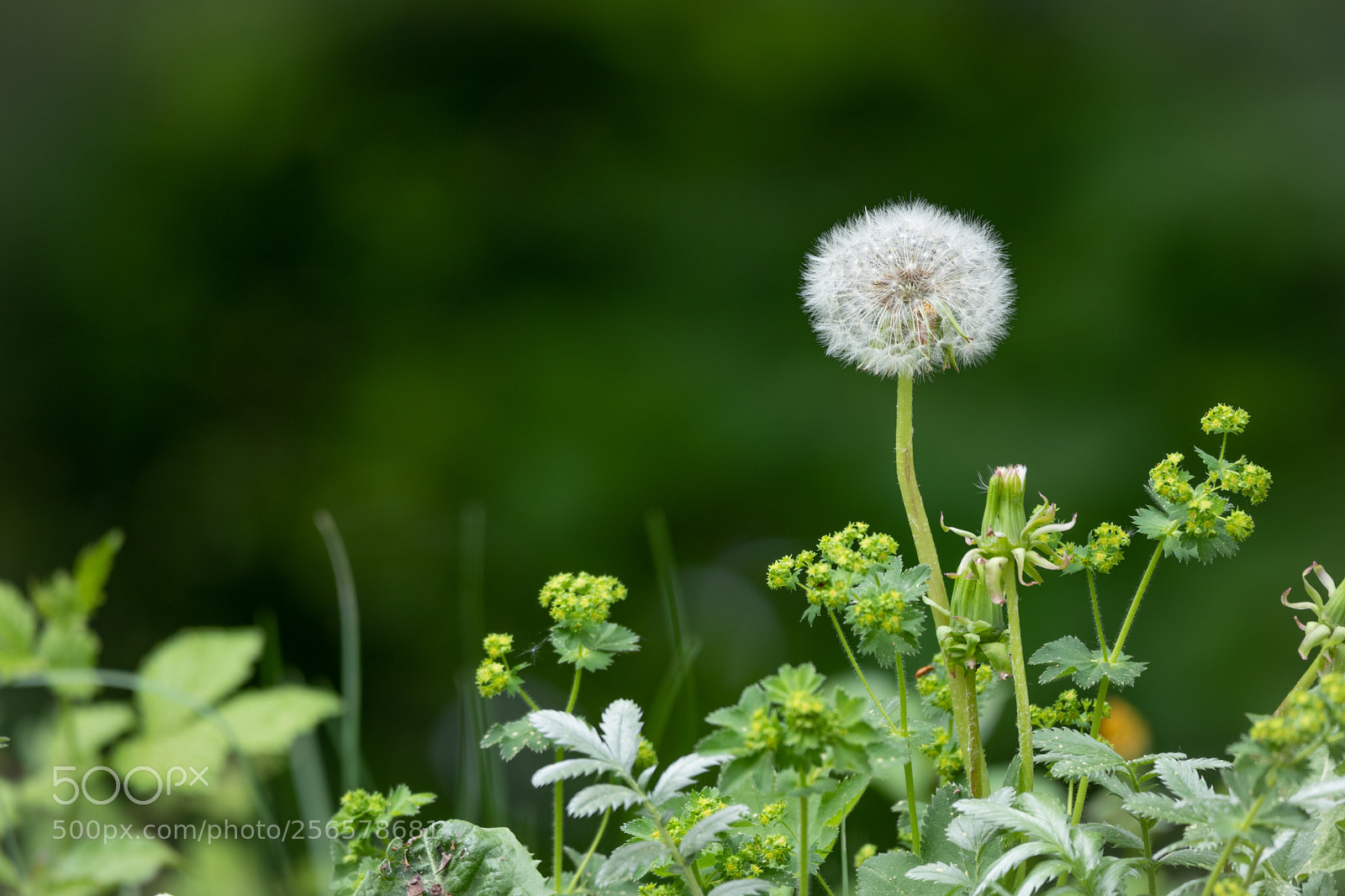 Canon EOS 77D (EOS 9000D / EOS 770D) sample photo. Dandelion with bokeh photography