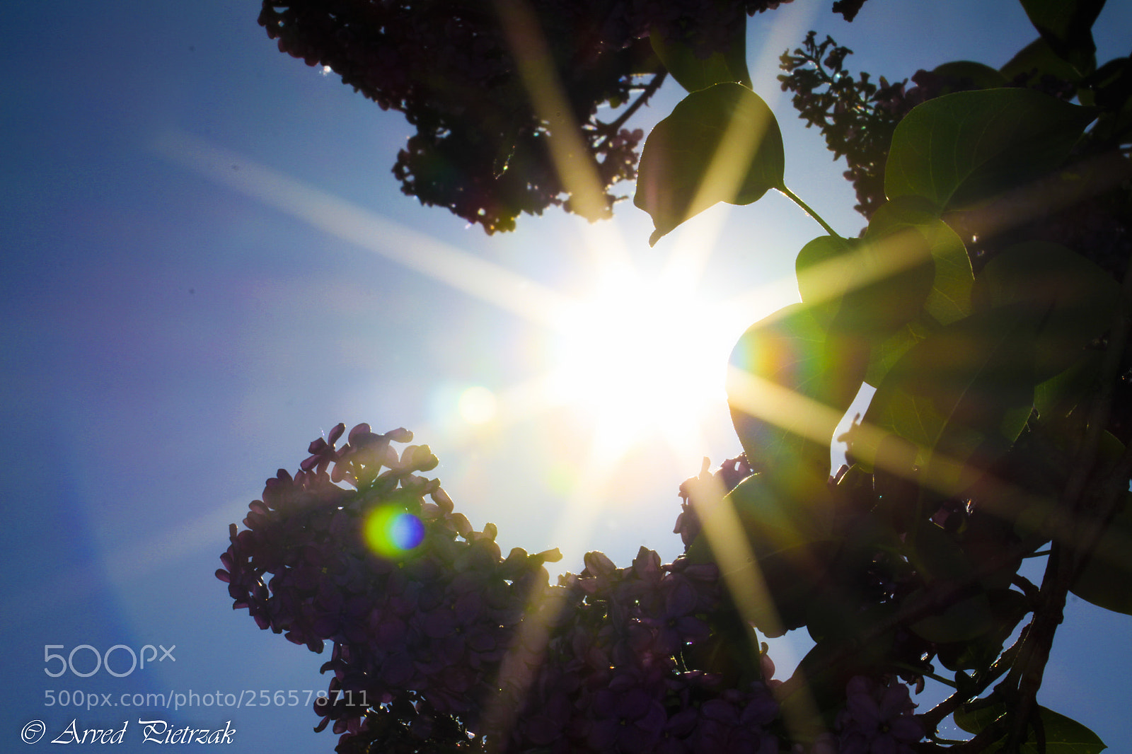 Canon EOS 50D sample photo. Summertime photography