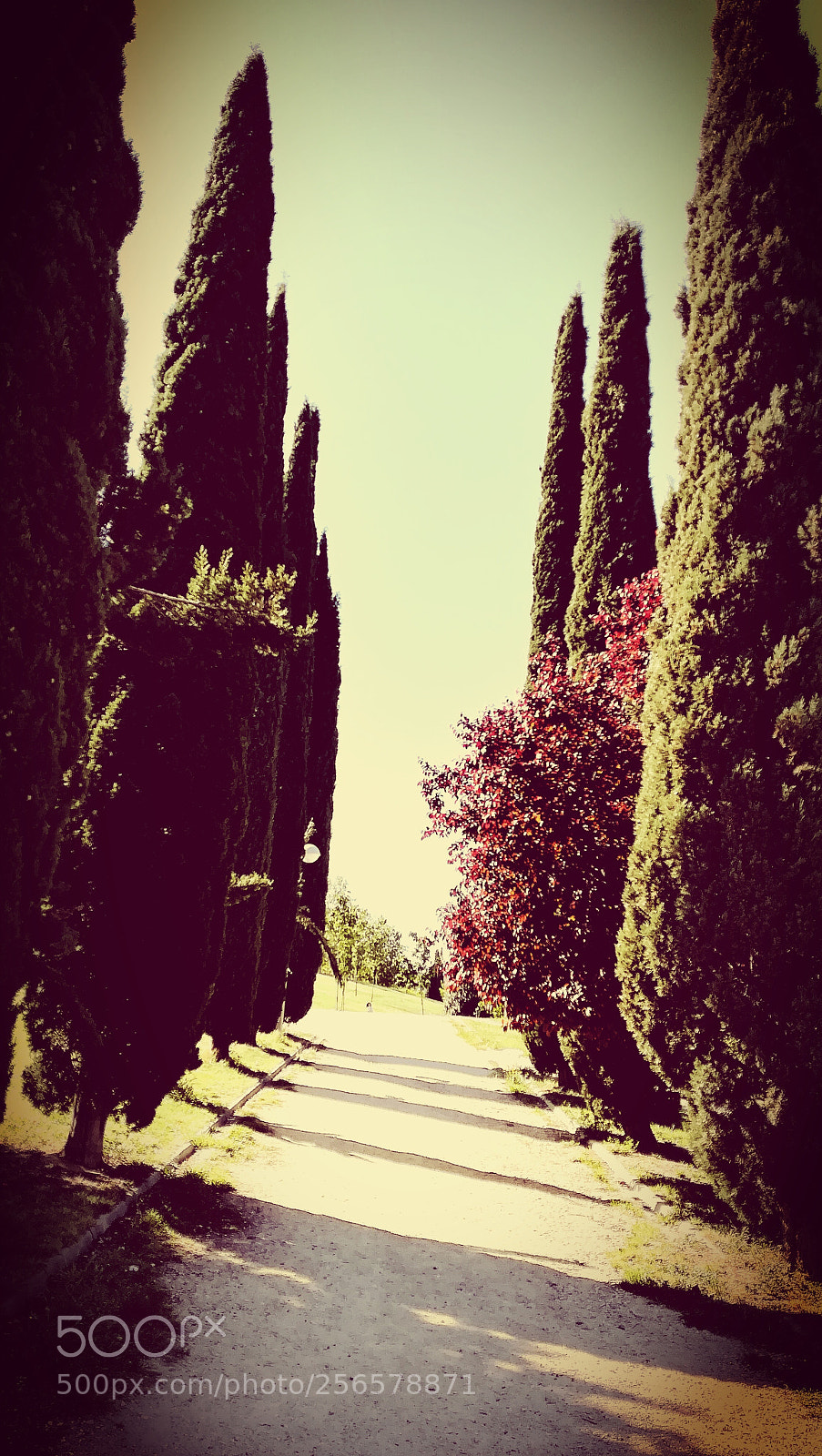 HUAWEI PRA-LX1 sample photo. Path of life... photography
