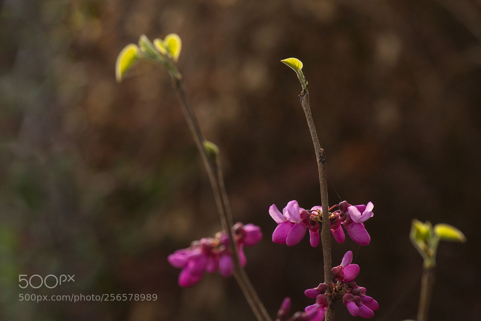 Nikon D800E sample photo. Bauhinia photography