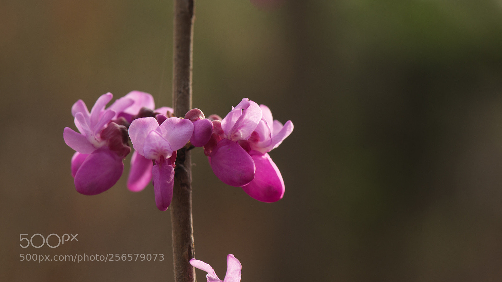 Nikon D800E sample photo. Bauhinia photography
