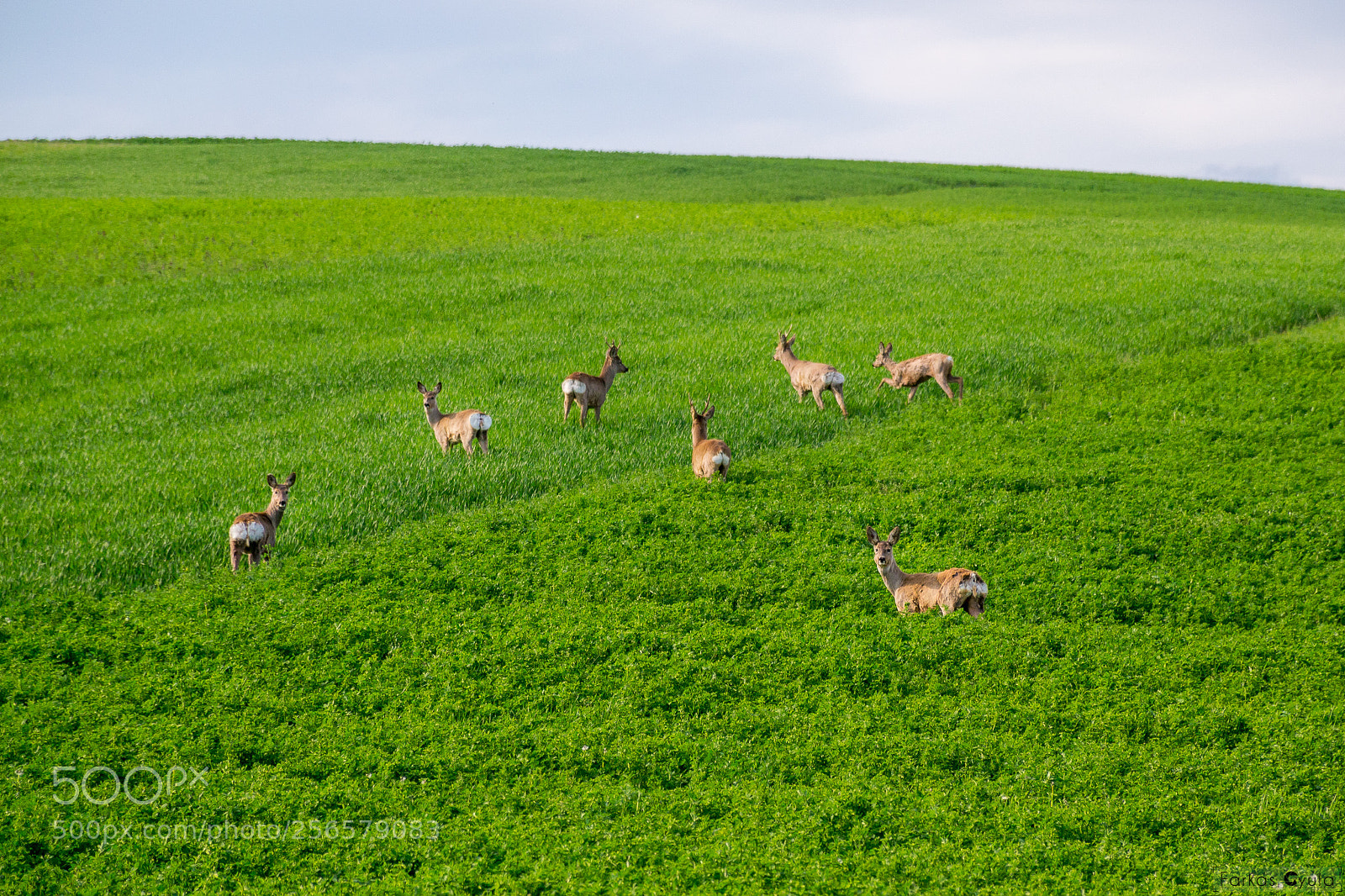 Nikon D3100 sample photo. Hello deer photography