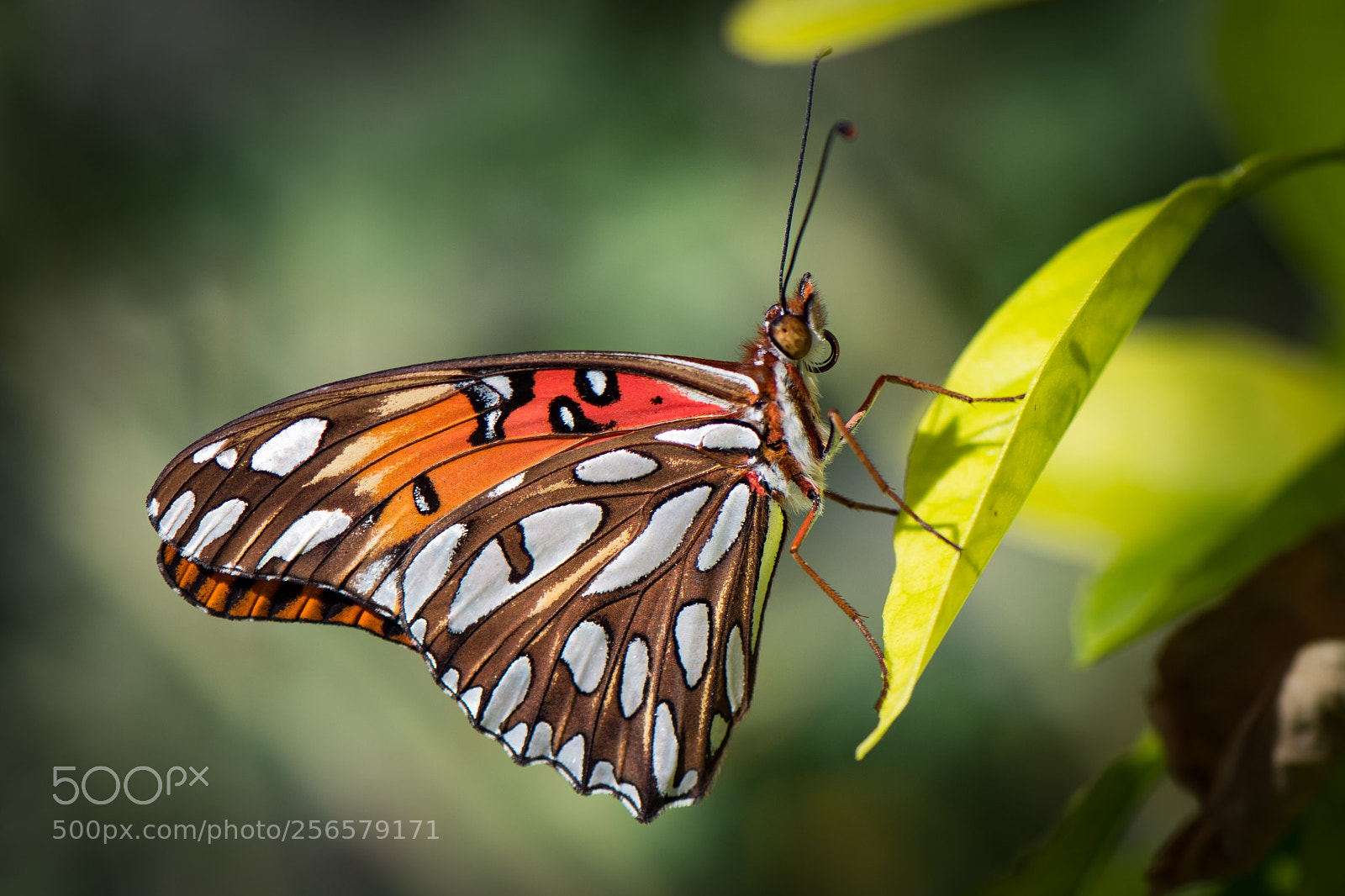 Nikon D810 sample photo. Beauty in nature photography