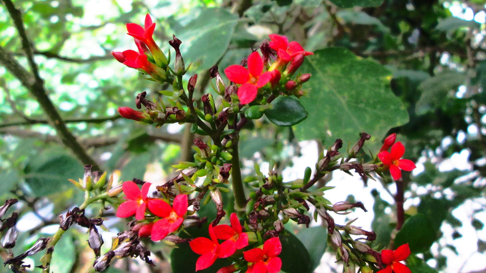 Canon PowerShot A2300 sample photo. Red little flower photography