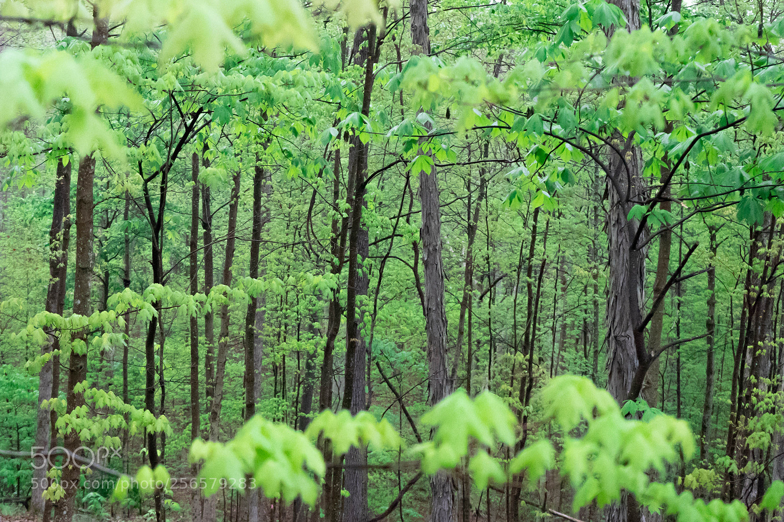 Sony a7 III sample photo. Spring morning photography
