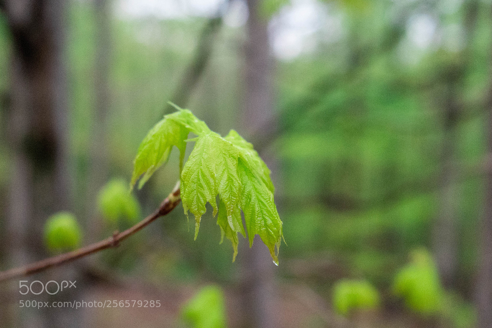 Sony a7 III sample photo. Spring leaf photography