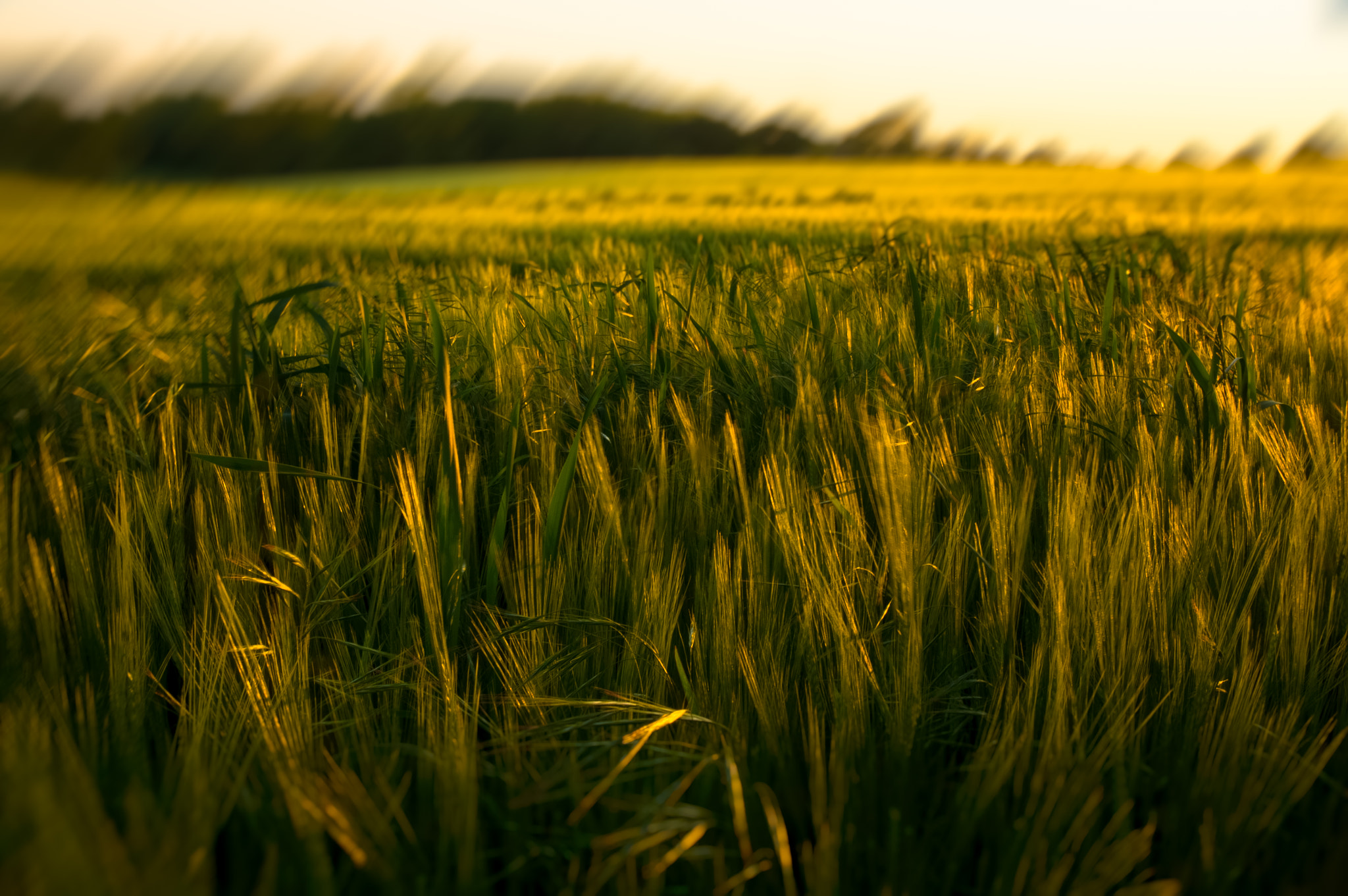 Sony Alpha DSLR-A580 sample photo. Wheat photography