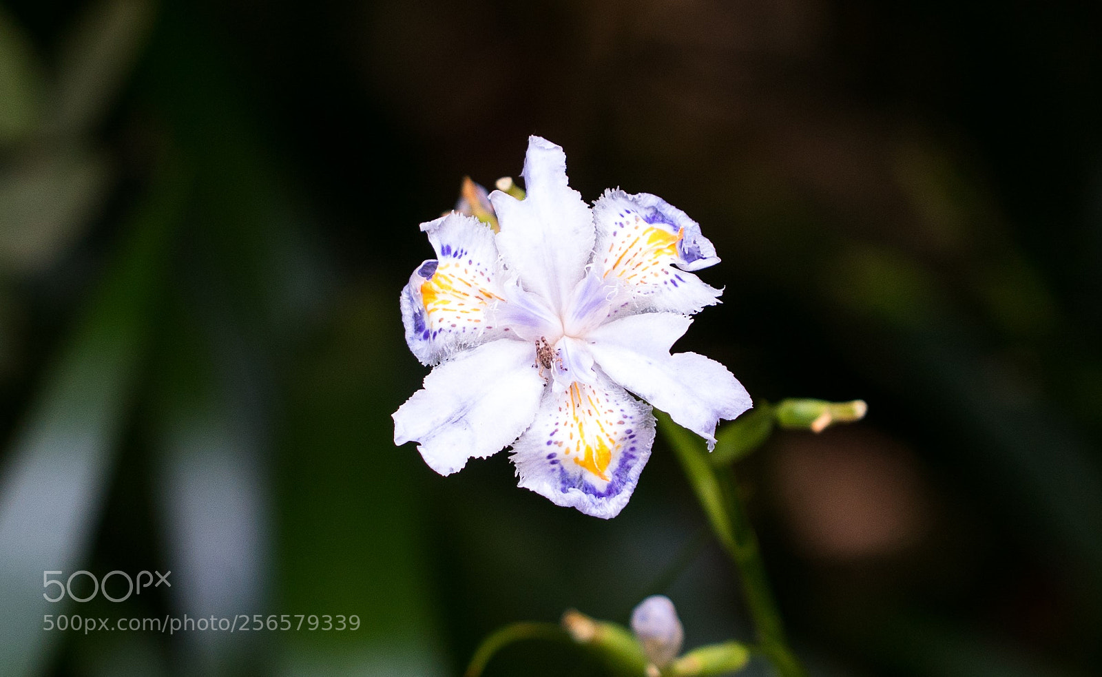 Sony a7S sample photo. Flower photography