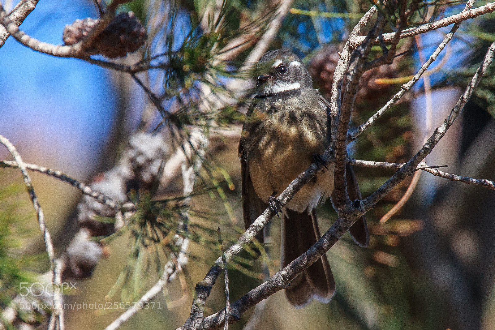 Canon EOS 5D Mark II sample photo. Hide and seek three photography