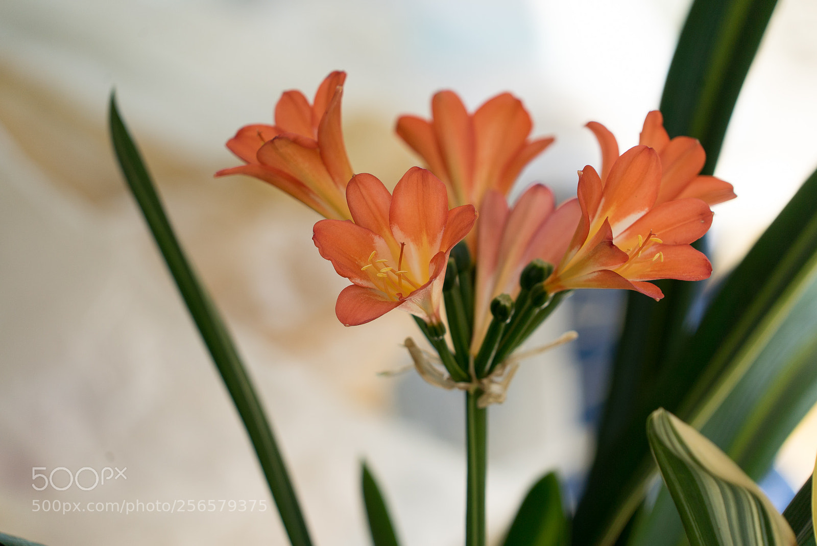 Sony a7S sample photo. Untitled photography