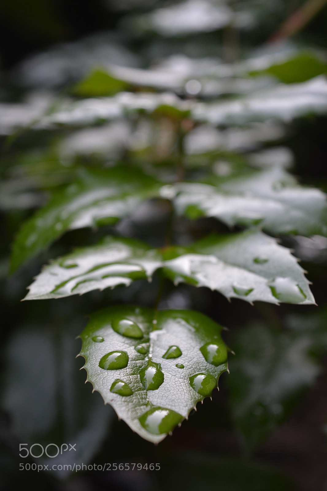Nikon D5200 sample photo. Dew drops photography
