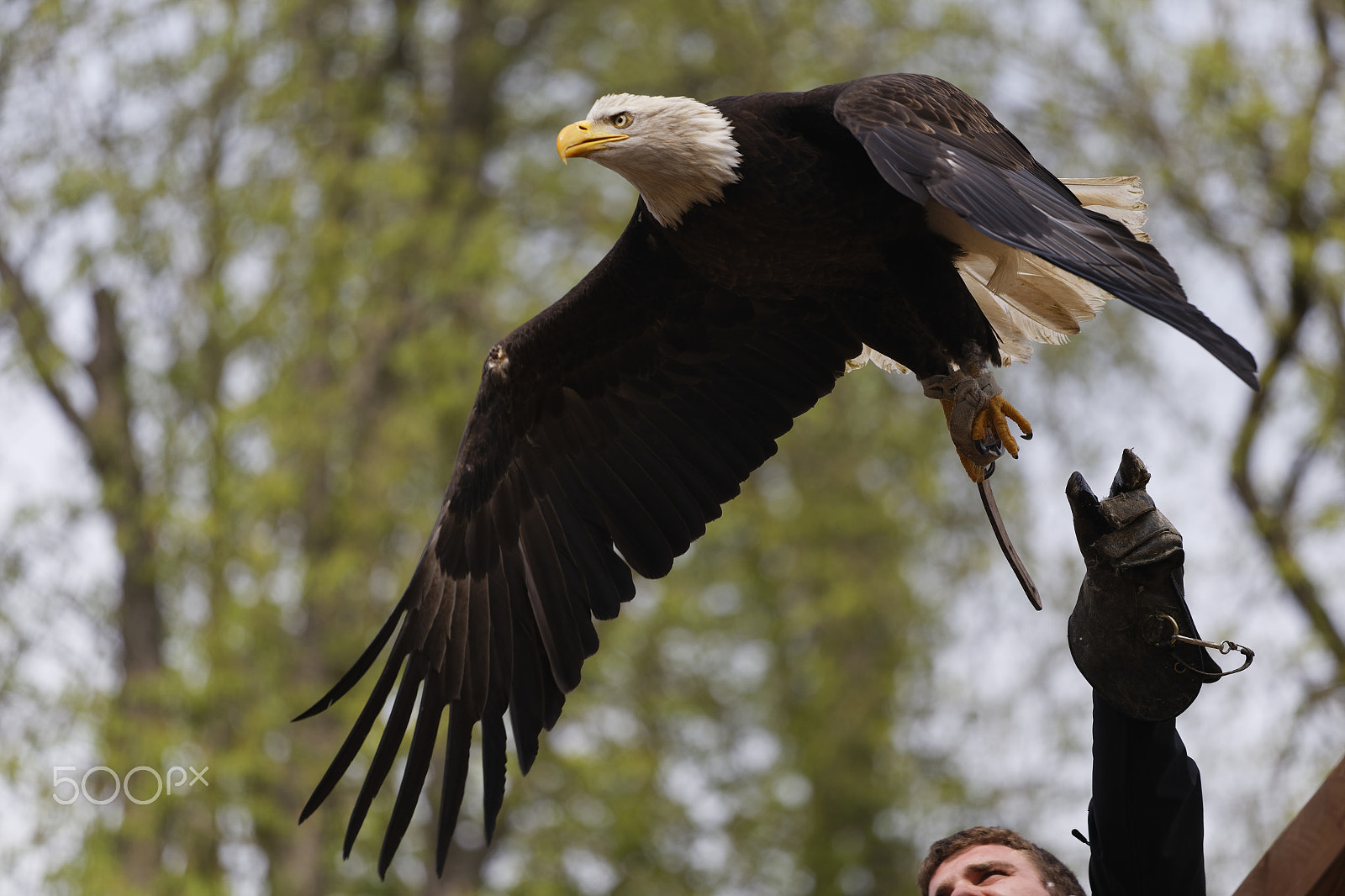 Canon EOS 6D + Canon EF 70-200mm F4L USM sample photo. 6d_8115 - rapace photography