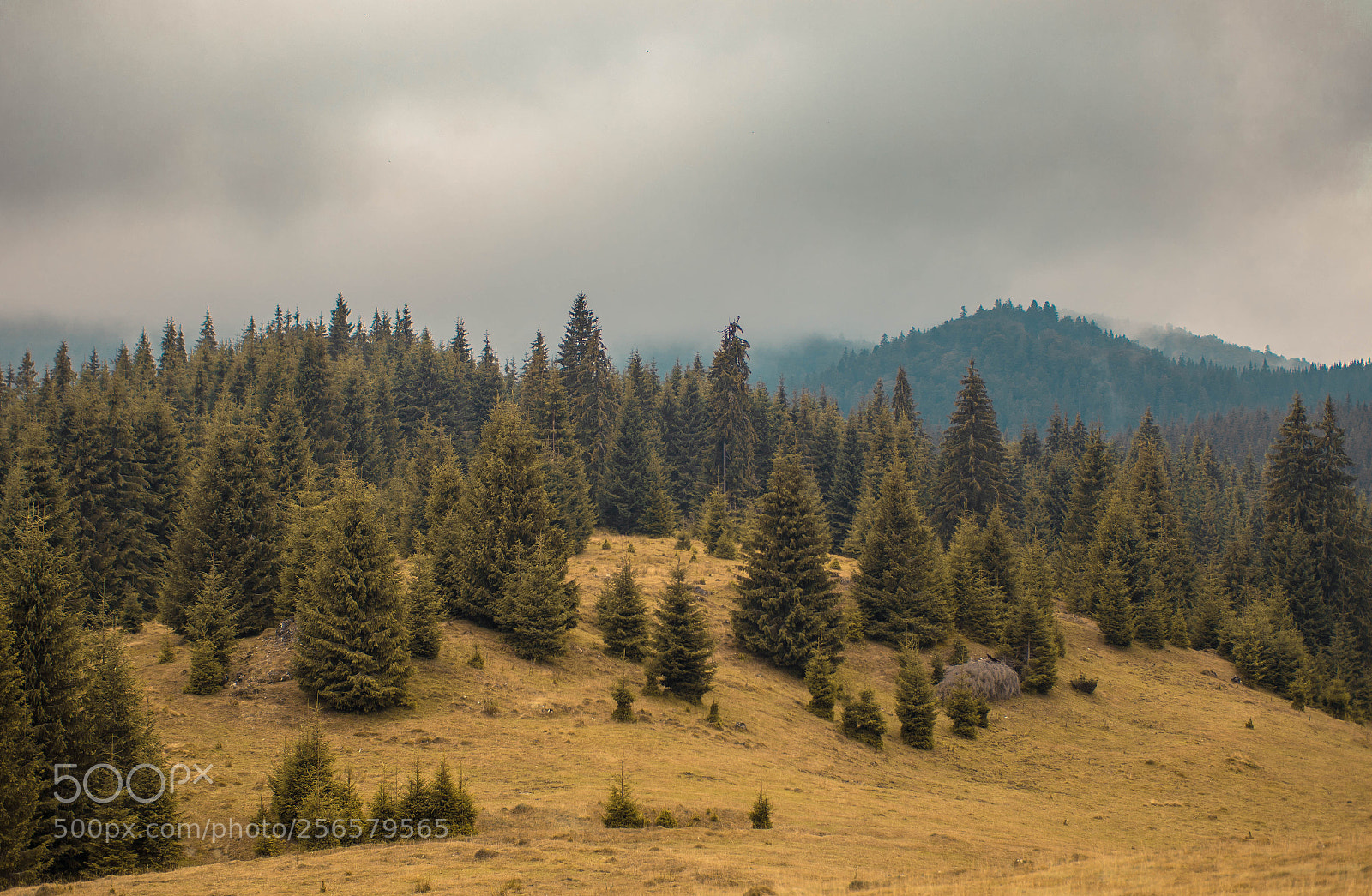 Samsung NX3000 sample photo. Carpathian mountains forest photography