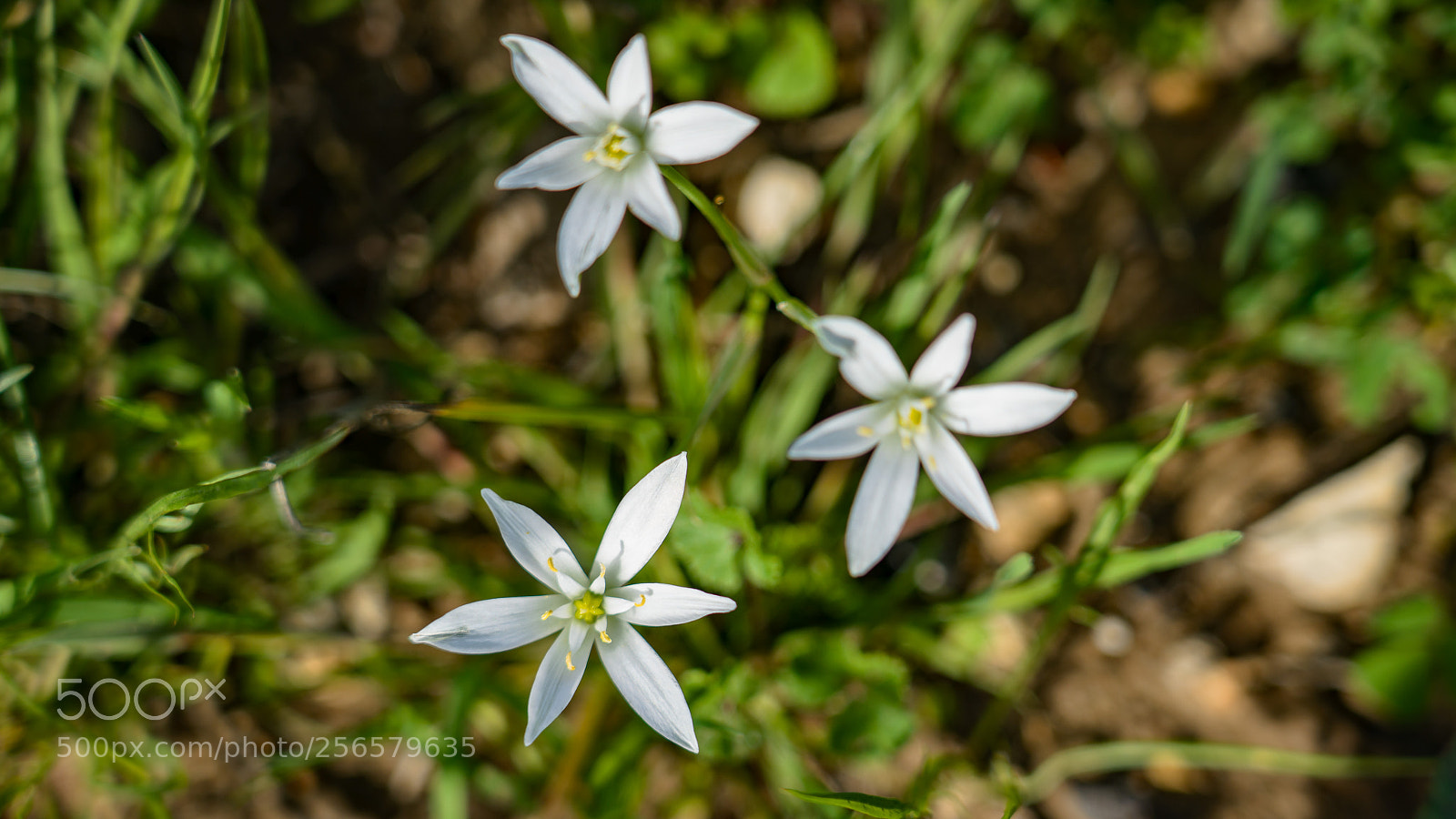 Sony a7R III sample photo. Spring white wildflower ii photography