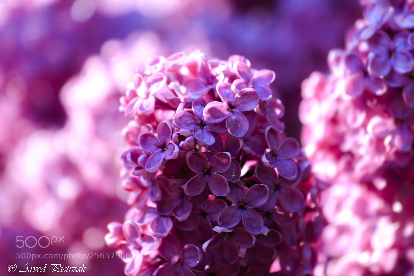 Canon EOS 50D sample photo. Lilla photography