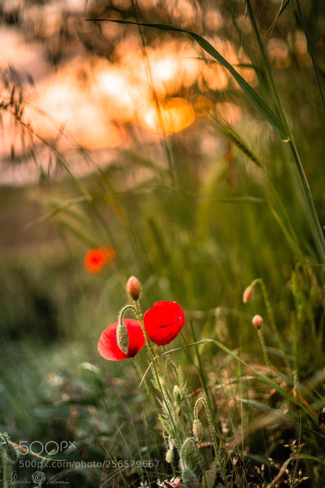 Sony a9 sample photo. Romantic sunset photography