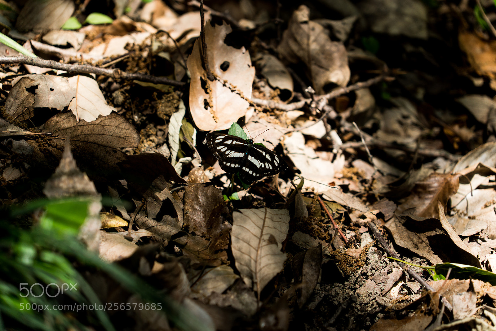 Sony a7S sample photo. Butterfly photography