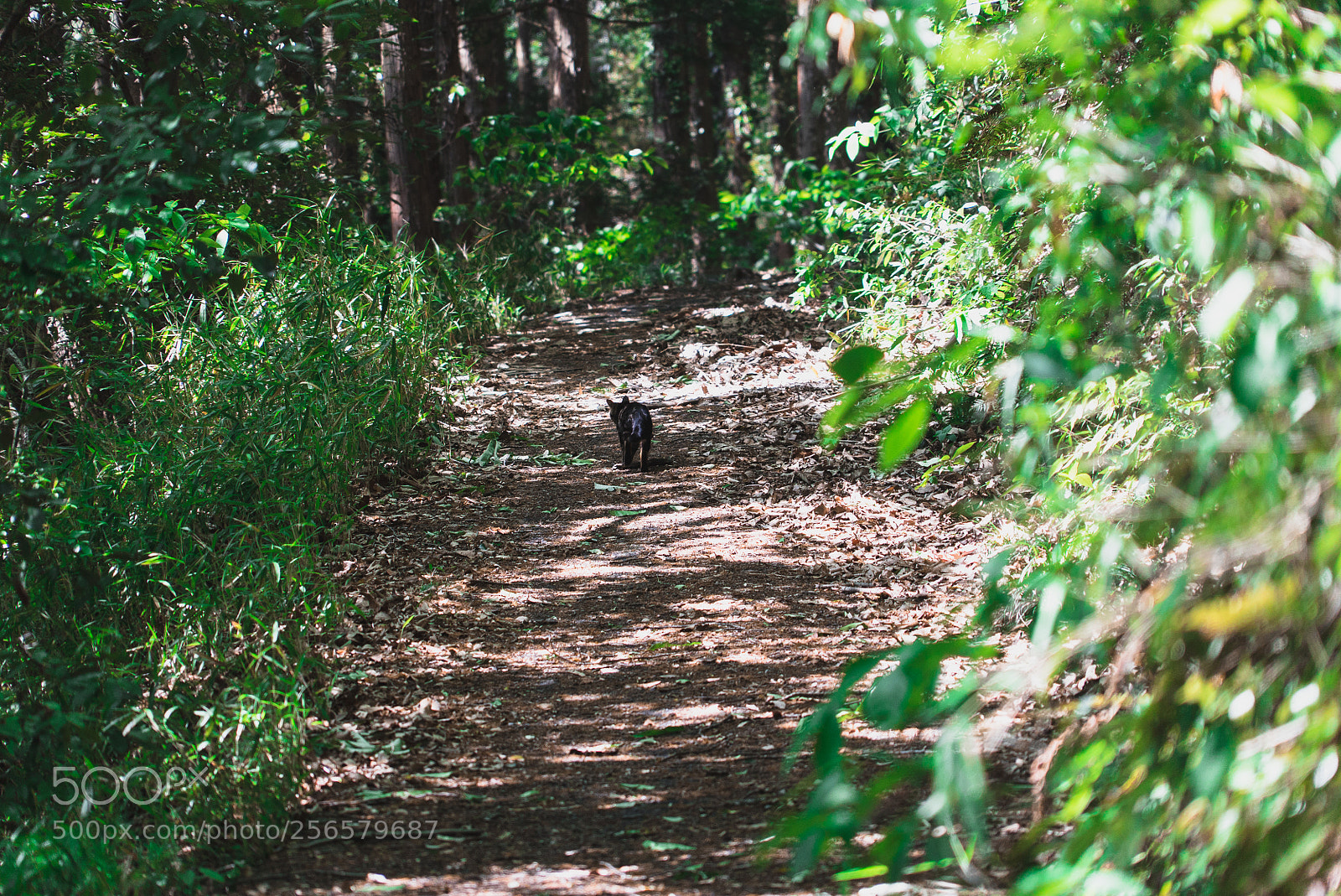 Sony a7S sample photo. Cat leads me photography