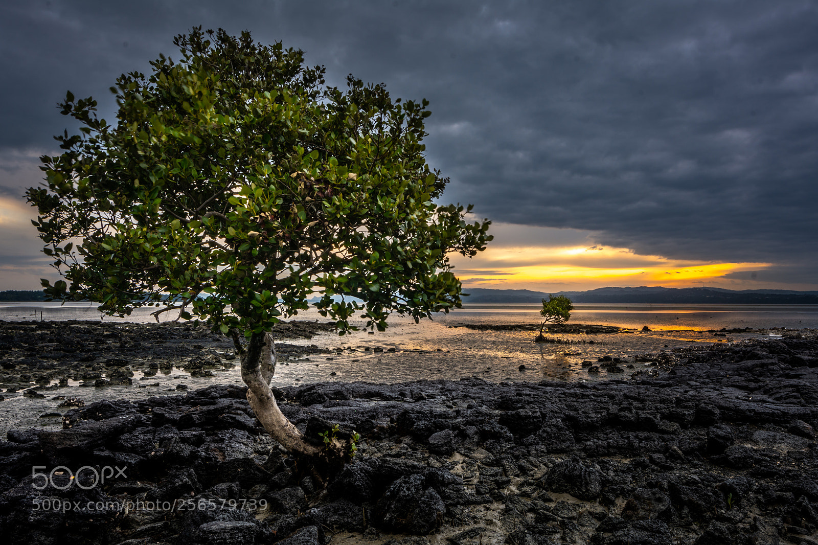 Nikon D7100 sample photo. Lone trees photography