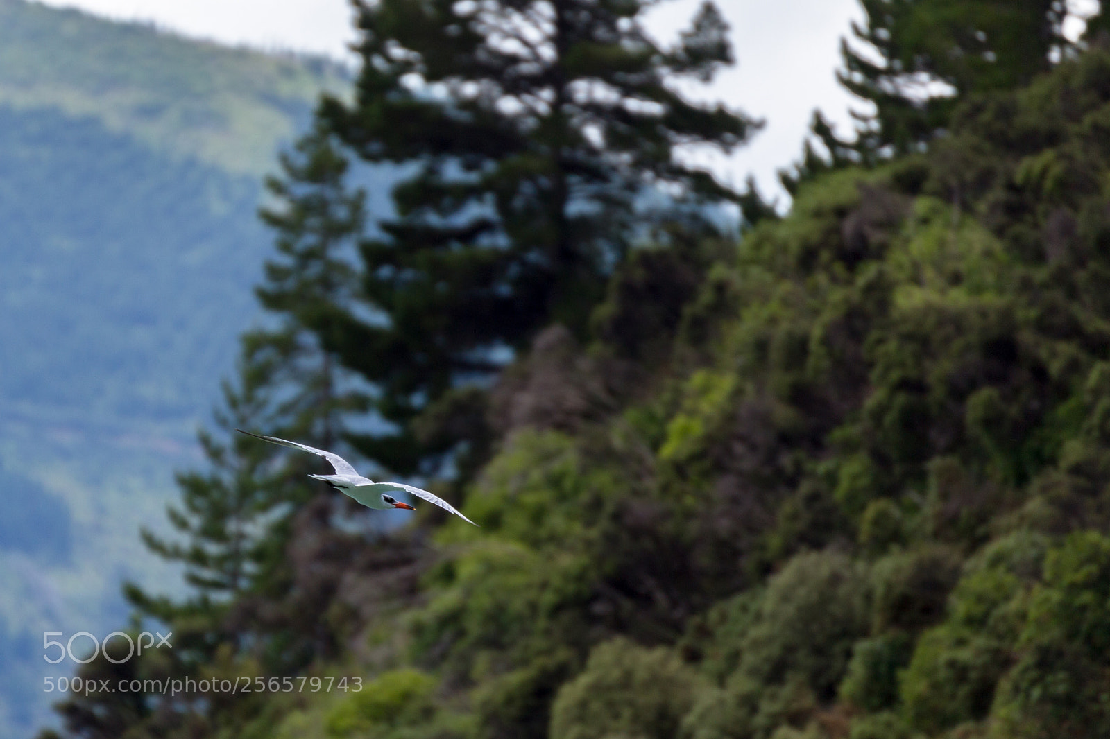Canon EOS 6D sample photo. Seagull catching fish on photography