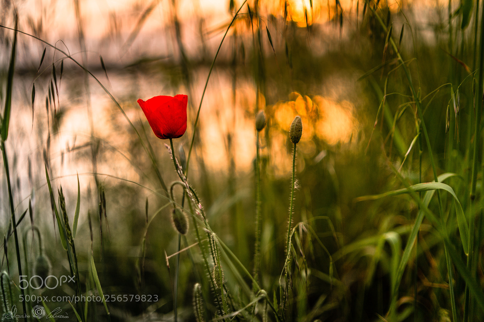 Sony a9 sample photo. Another romantic sunset photography