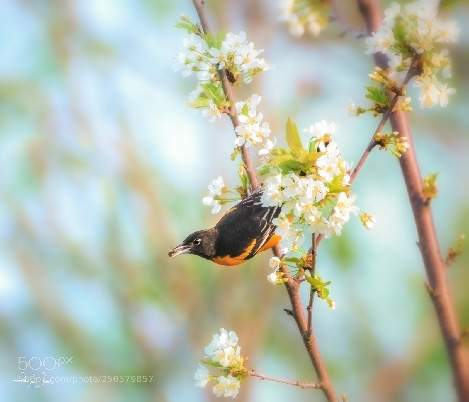 Nikon D810 sample photo. Baltimore oriole photography