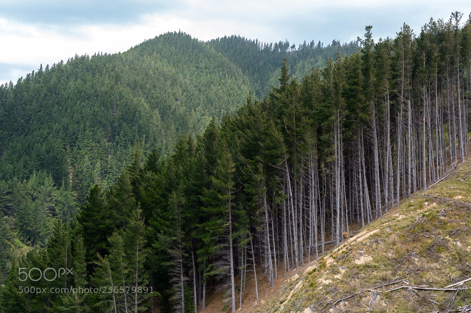 Canon EOS 6D sample photo. Forestry section in port photography