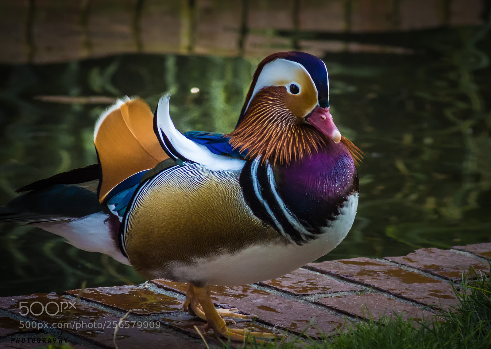 Canon EOS 700D (EOS Rebel T5i / EOS Kiss X7i) sample photo. Mandarinente photography