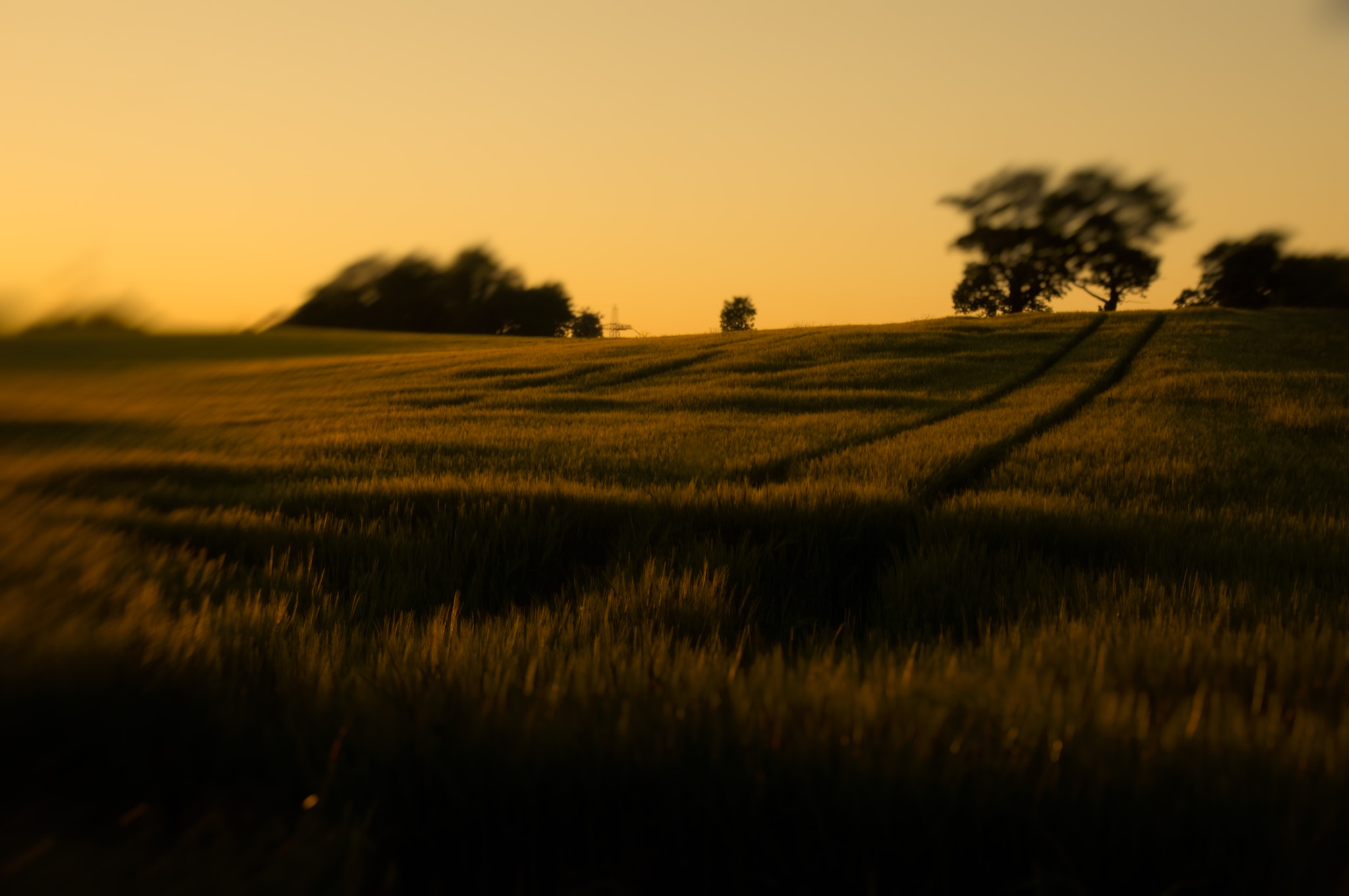 Sony Alpha DSLR-A580 sample photo. Meadow photography