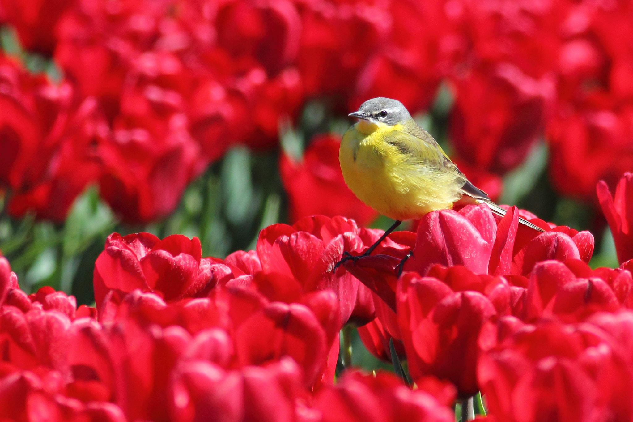 Canon EF 400mm F5.6L USM sample photo. Blue-headed wagtail photography