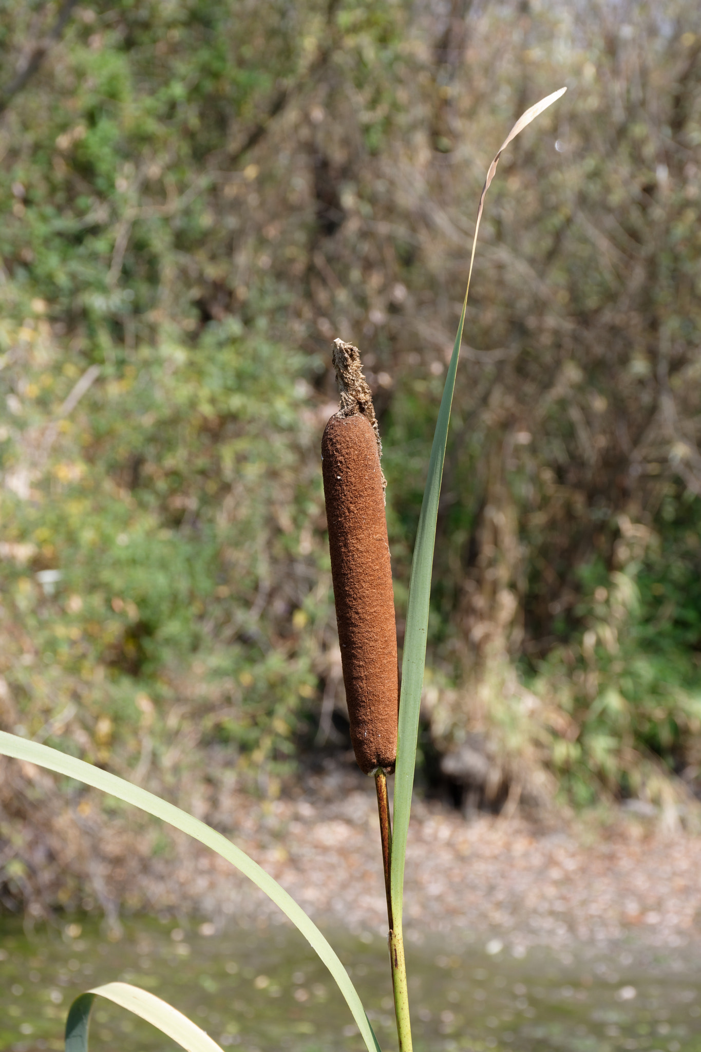 Nikon D7200 sample photo. Bamboo photography