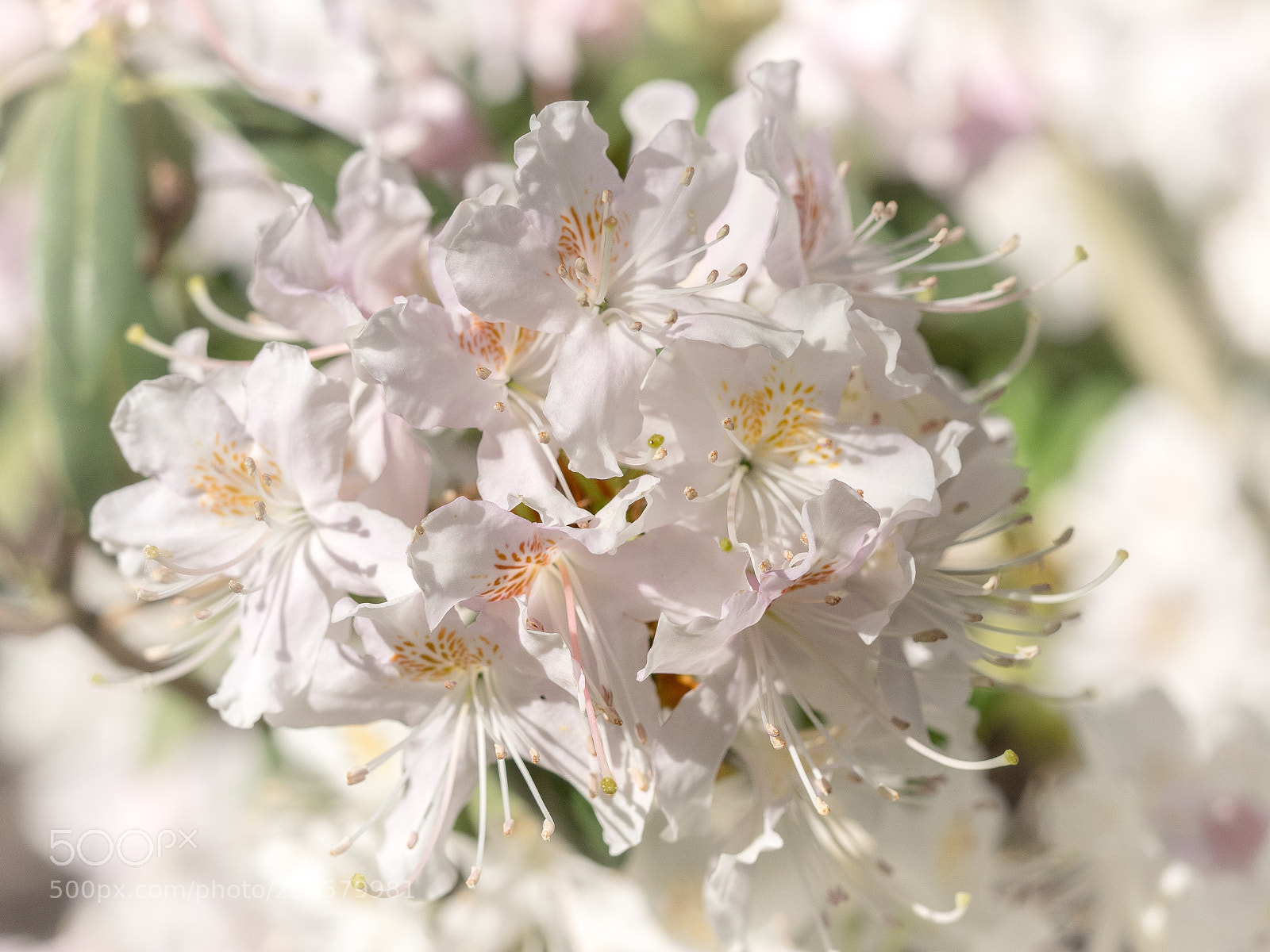 Olympus OM-D E-M1 sample photo. White rhododendron photography